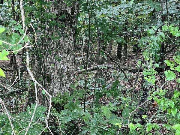 Lot 11 Willie Prigmore Rd, Decatur, TN 37322