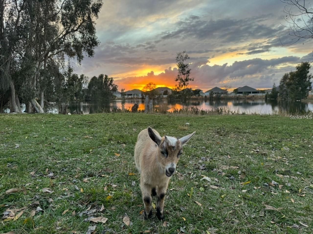 1888 Druliner Road, Saint Cloud, FL 34771 Photo