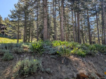 645 Columbine Circle, Kirkwood, CA 95646 Photo