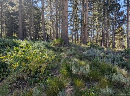 645 Columbine Circle, Kirkwood, CA 95646 Photo