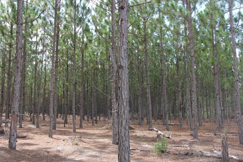 00 Limestone Road Photo 13