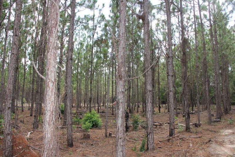 00 Limestone Road Photo 6