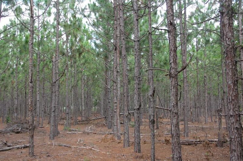 00 Limestone Road Photo 7