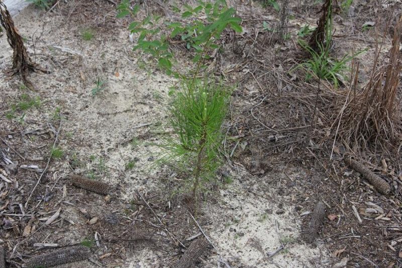 00 Limestone Road Photo 8