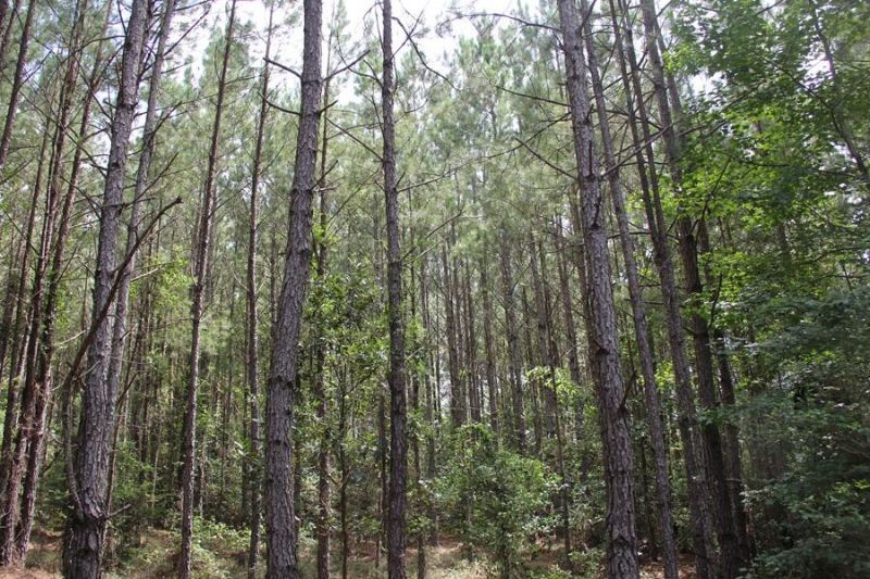 00 Limestone Road Photo 9