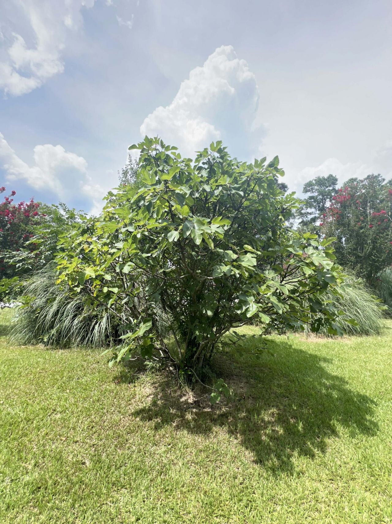 1156 W A. Gamble Road Photo 9