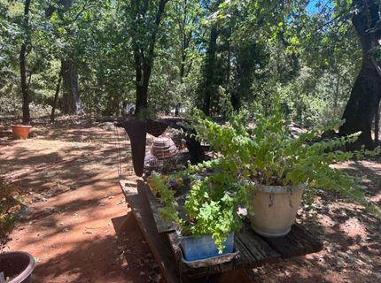 15574 Hinton Rd, Pioneer, CA 95666 Photo