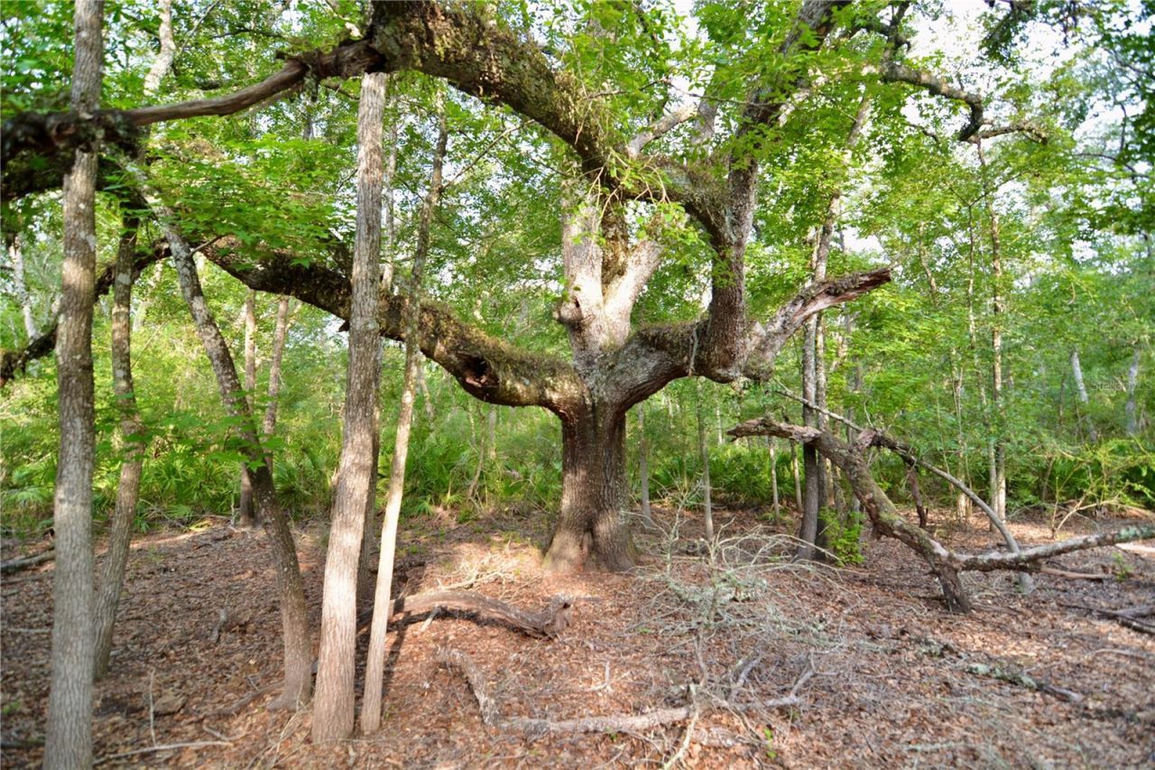 2669 NW Suwannee Valley Road, Lake City, FL 32055 Photo