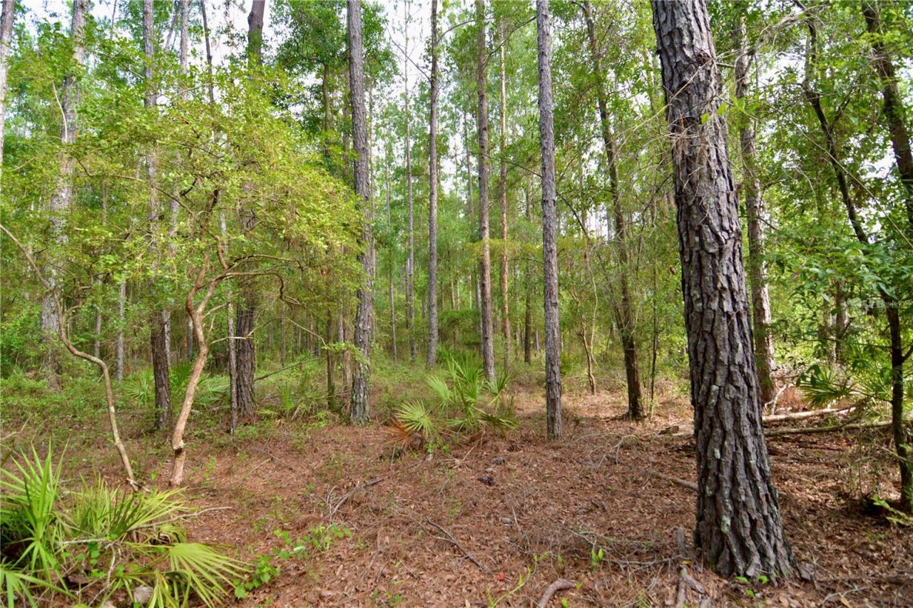 2669 NW Suwannee Valley Road, Lake City, FL 32055 Photo