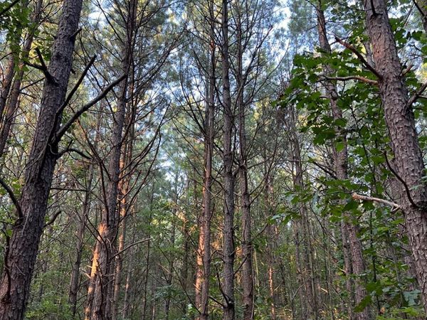 0 St Rt 278, Starr Twp, OH 45764