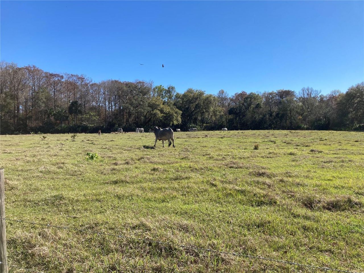 2436 Cr 416n, Lake Panasoffkee, FL 33538 Photo