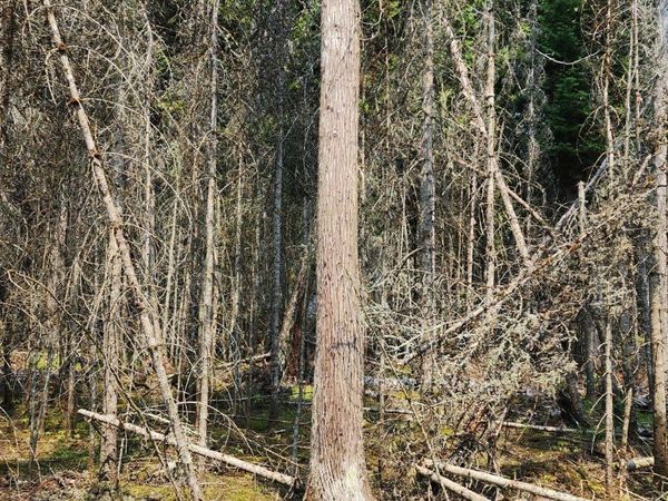 3 W Shiawassee TRL, Hessel, MI 49745