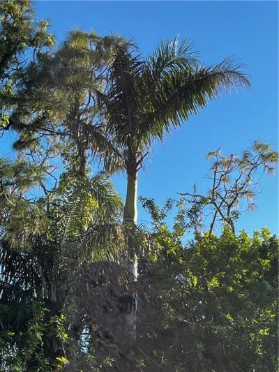 24033 Roger Dodger, Bonita Springs, FL 34135 Photo