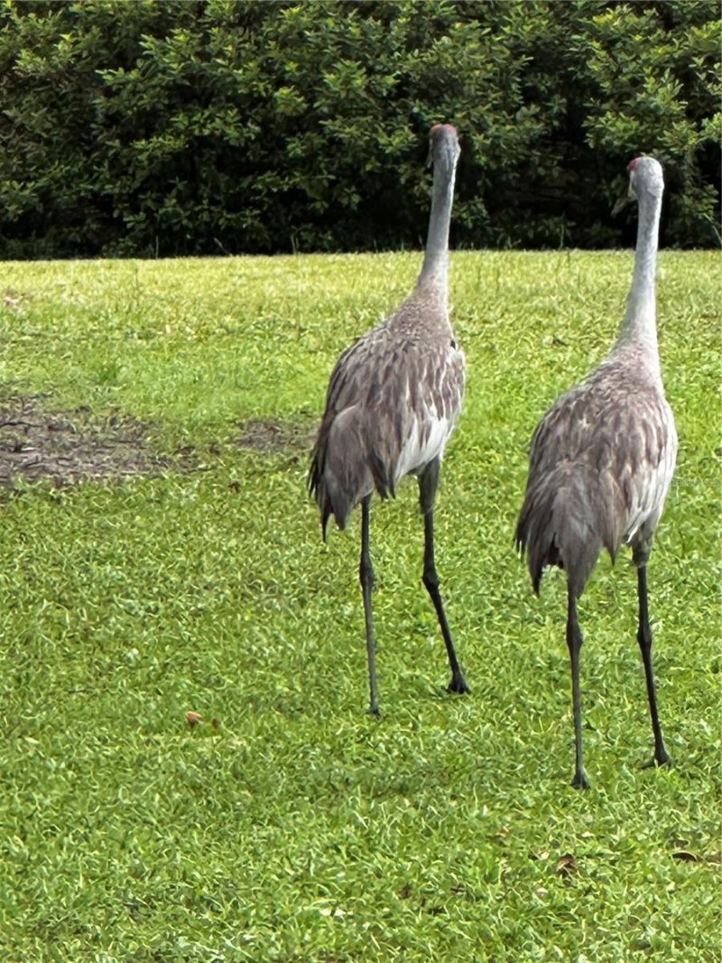 15225 NE 246th Avenue, Salt Springs, FL 32134 Photo