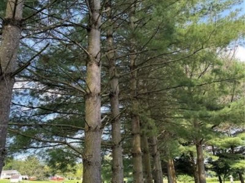 37020 Monroe Street, Sardis, OH 43946 Photo 20