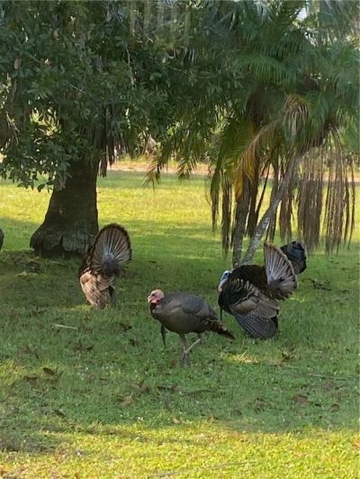 12050 138th Avenue, Fellsmere, FL 32948 Photo