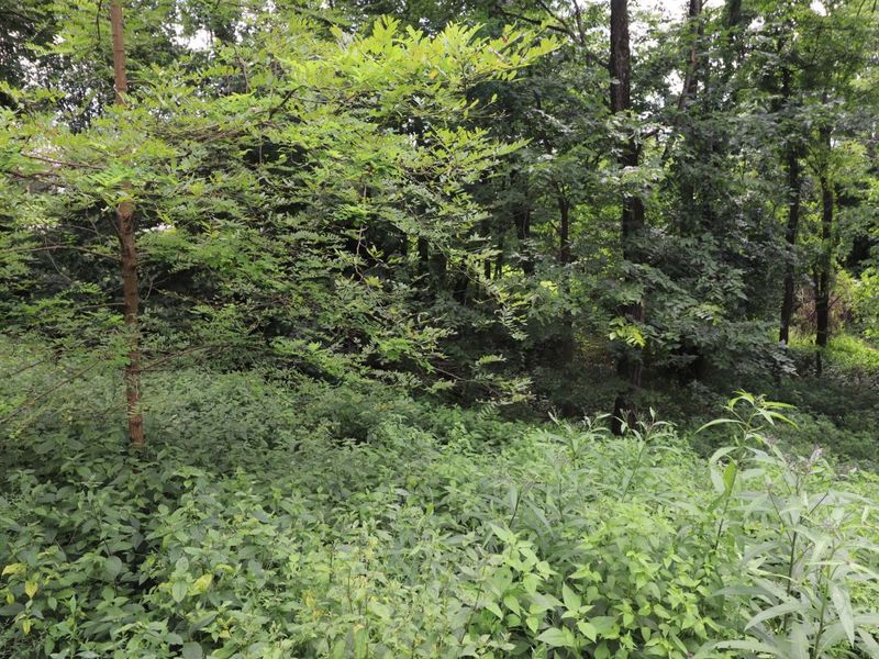 354 Garrett Avenue, Brooksville, KY 41004 Photo 10