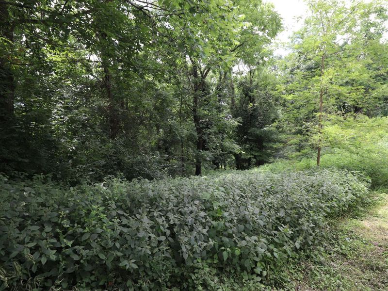 354 Garrett Avenue, Brooksville, KY 41004 Photo 15