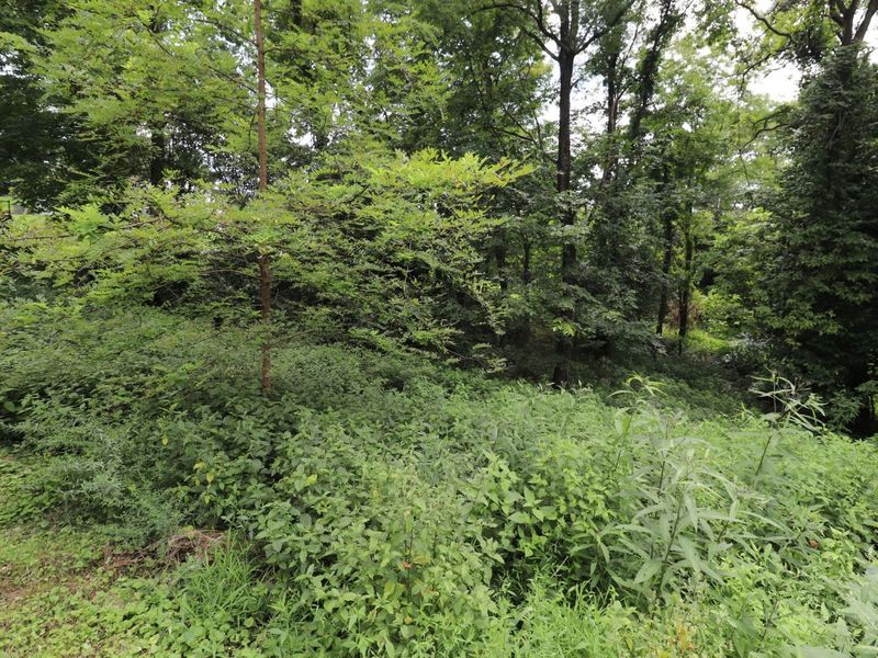 354 Garrett Avenue, Brooksville, KY 41004 Photo 3