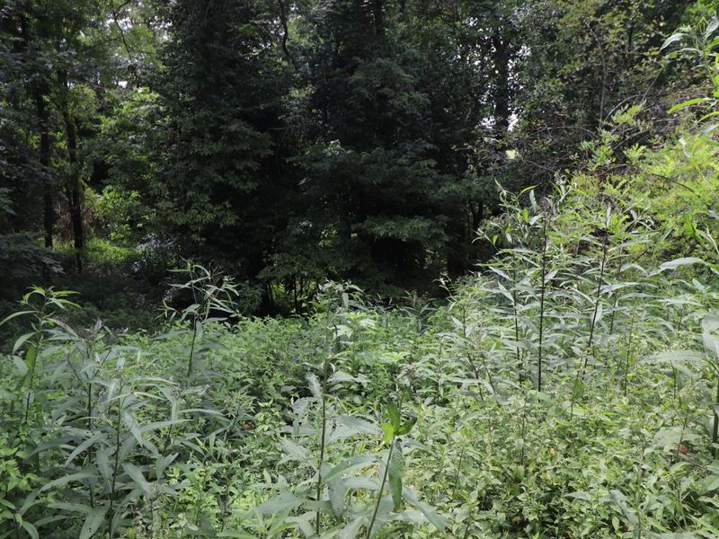 354 Garrett Avenue, Brooksville, KY 41004 Photo 8