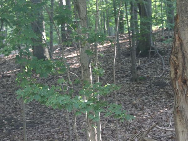 20 Crystal View Commons, Beulah, MI 49617