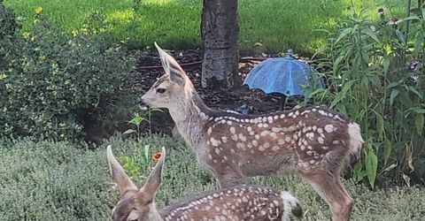 598 Longhorn Drive, Loyalton, CA 96118 Photo