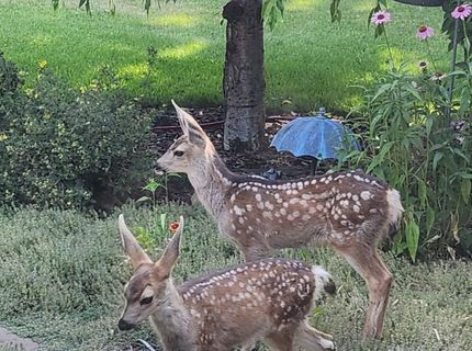 598 Longhorn Drive, Loyalton, CA 96118 Photo