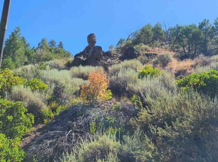 598 Longhorn Drive, Loyalton, CA 96118 Photo