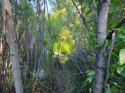 598 Longhorn Drive, Loyalton, CA 96118 Photo