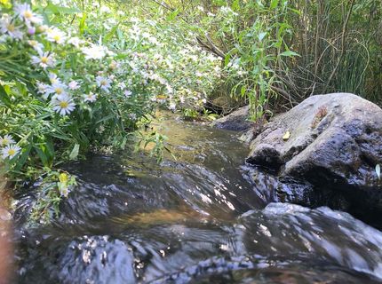 598 Longhorn Drive, Loyalton, CA 96118 Photo