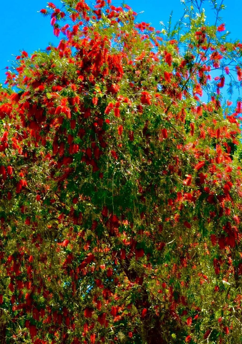 4319 Thousand Pines Drive, Fort Pierce, FL 34981 Photo