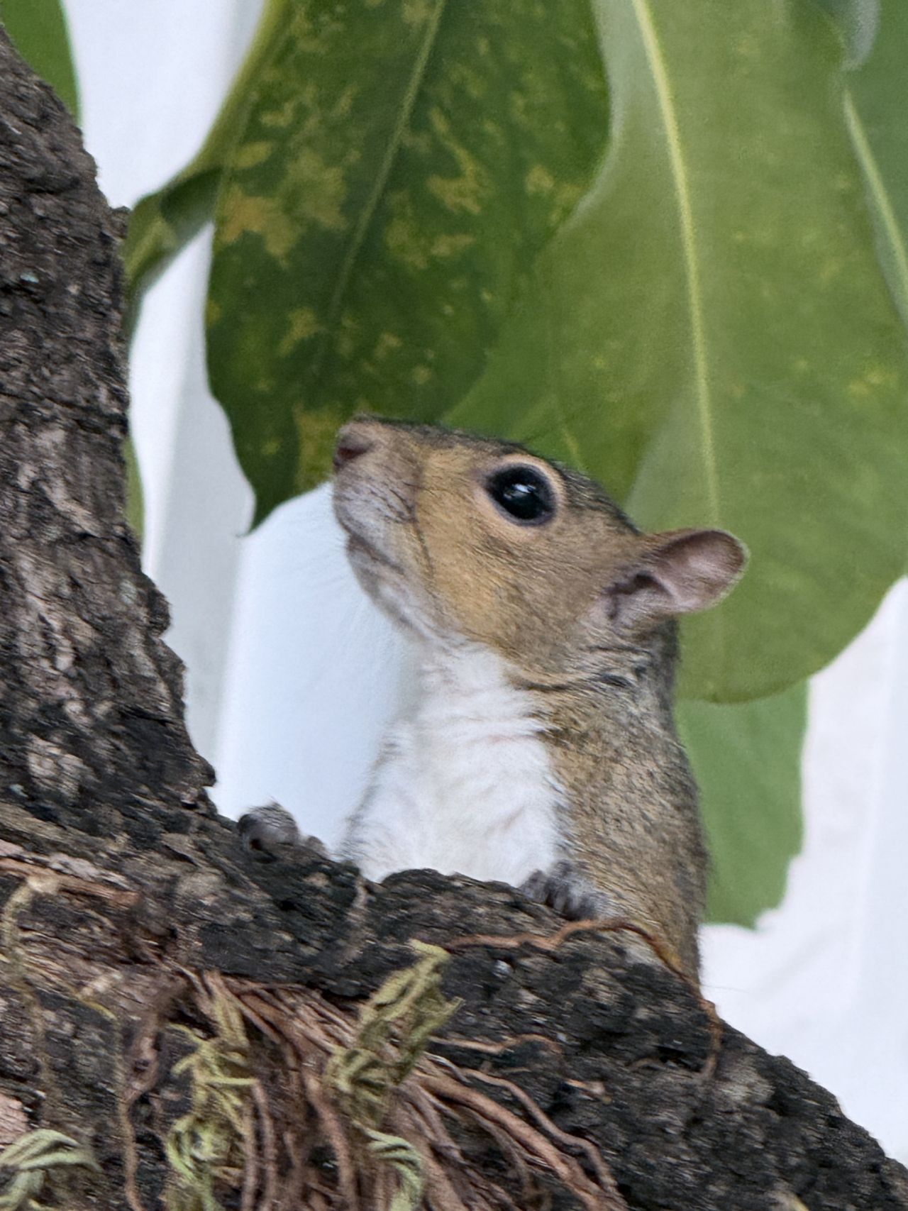 3776 Inverrary Boulevard, Unit 308R, Lauderhill, FL 33319 Photo