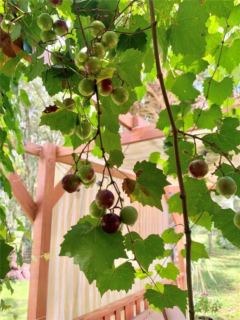 9150 SW 151st Lane, Archer, FL 32618 Photo