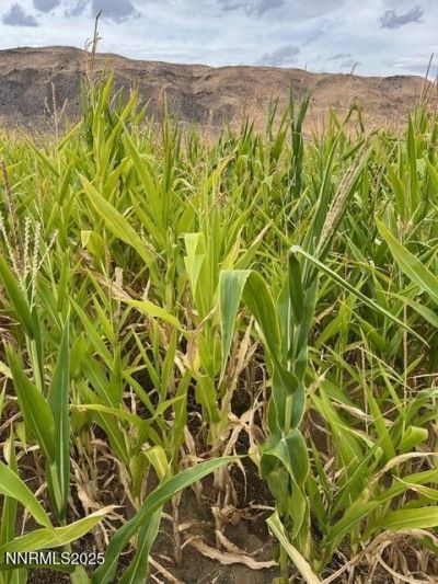 3995 Bacon Rind Road, Reno, NV 89510 Photo