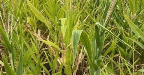 3995 Bacon Rind Road, Reno, NV 89510 Photo