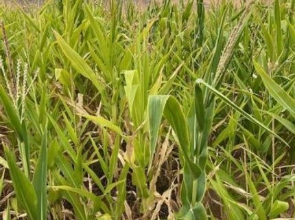 3995 Bacon Rind Road, Reno, NV 89510 Photo