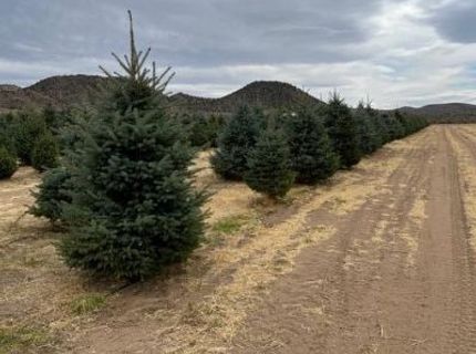 3995 Bacon Rind Road, Reno, NV 89510 Photo