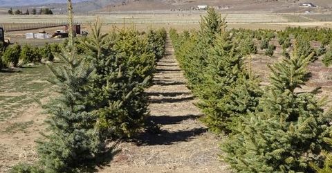 3995 Bacon Rind Road, Reno, NV 89510 Photo