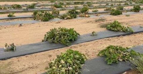 3995 Bacon Rind Road, Reno, NV 89510 Photo