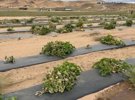 3995 Bacon Rind Road, Reno, NV 89510 Photo