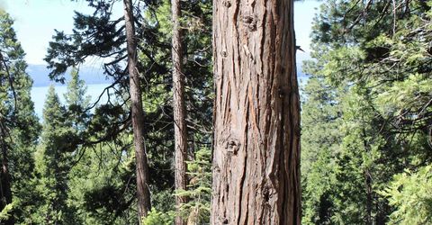 7398 Highway 147, Lake Almanor, CA 96137 Photo