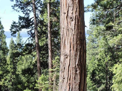 7398 Highway 147, Lake Almanor, CA 96137 Photo