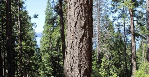 7398 Highway 147, Lake Almanor, CA 96137 Photo