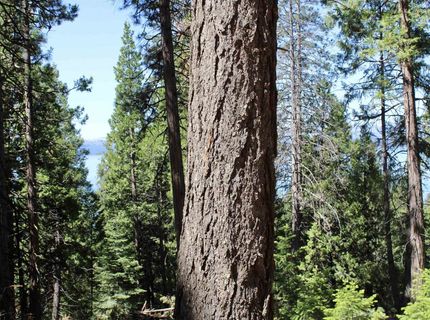 7398 Highway 147, Lake Almanor, CA 96137 Photo