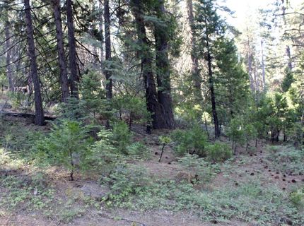 7398 Highway 147, Lake Almanor, CA 96137 Photo