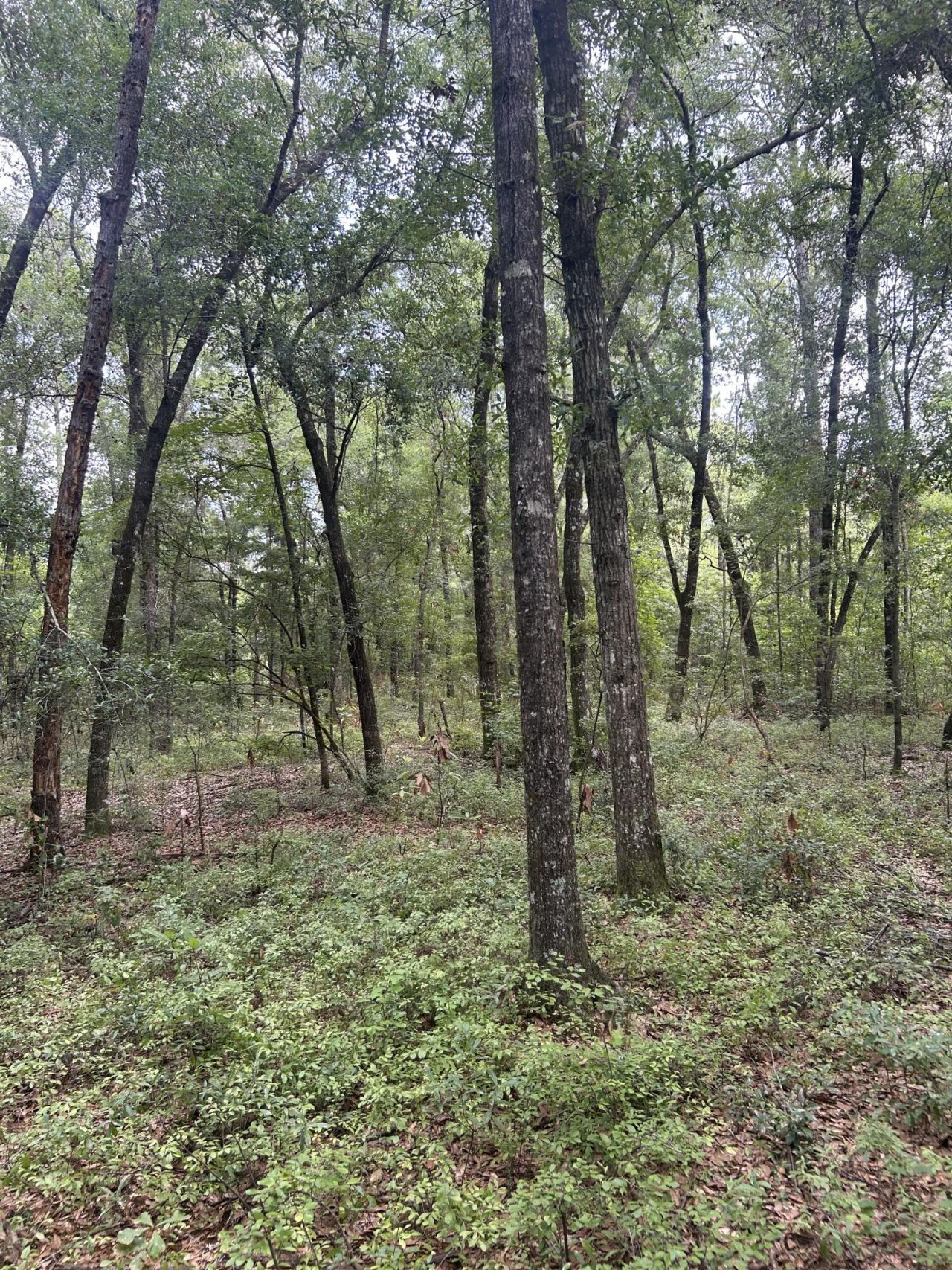 1 Boat Landing Road Photo 11