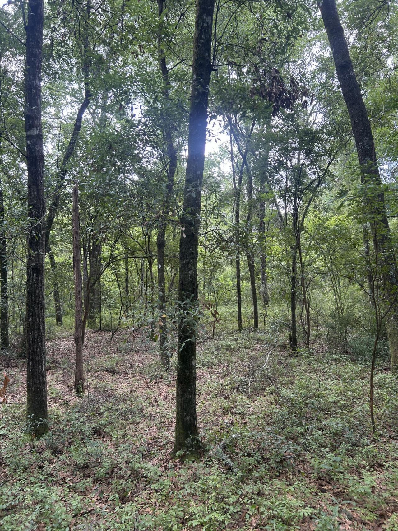 1 Boat Landing Road Photo 12