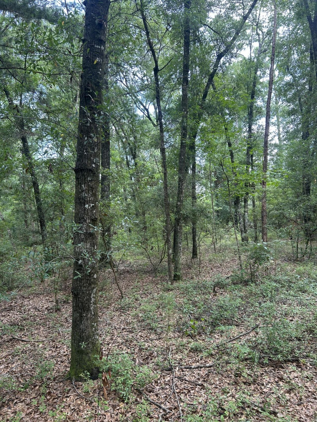 1 Boat Landing Road Photo 13