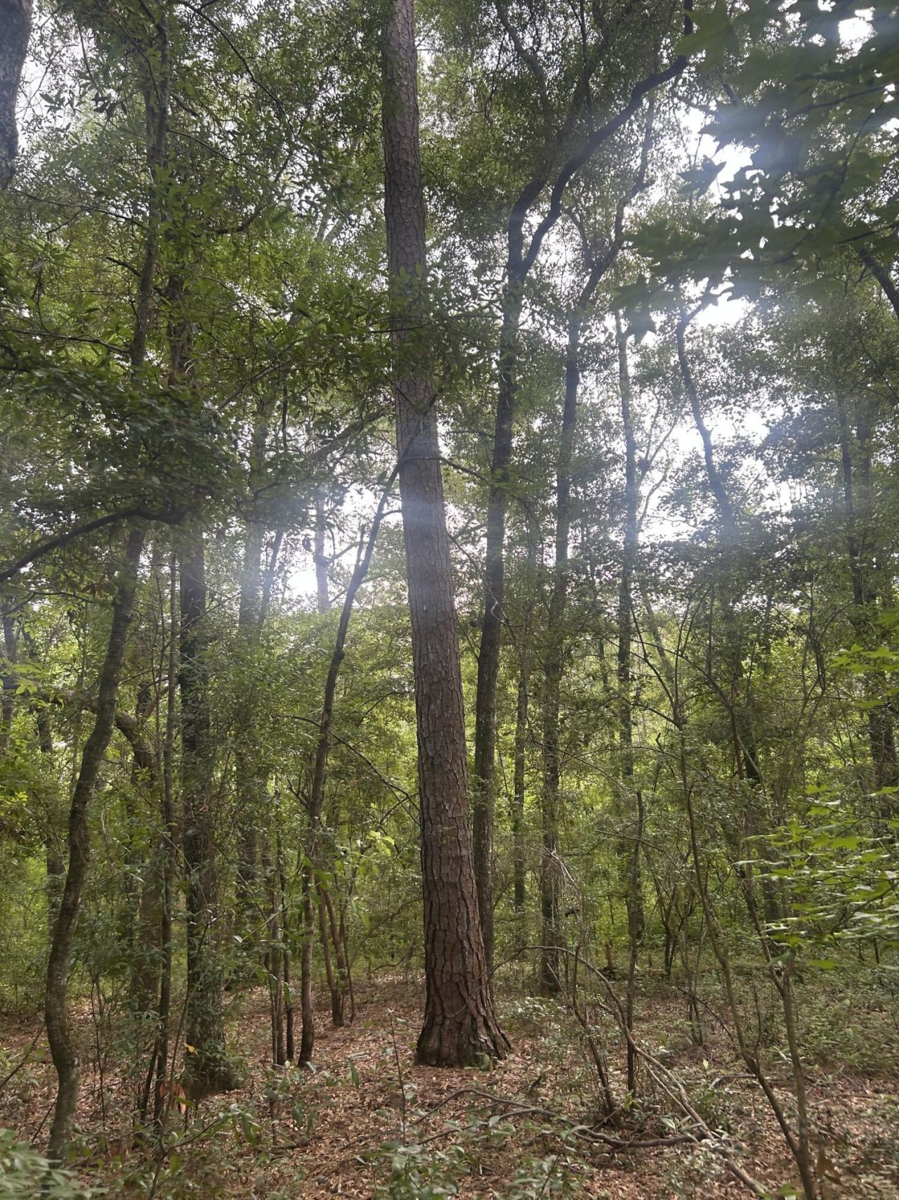 1 Boat Landing Road Photo 16