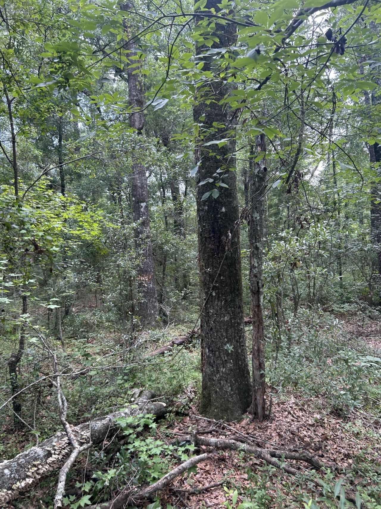 1 Boat Landing Road Photo 3